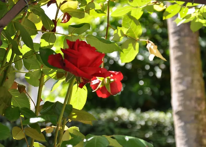 Lägenhetshotell Casa Lari Stresa